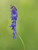 bloem 5-2010 5223